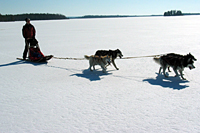 Huskies Erleben